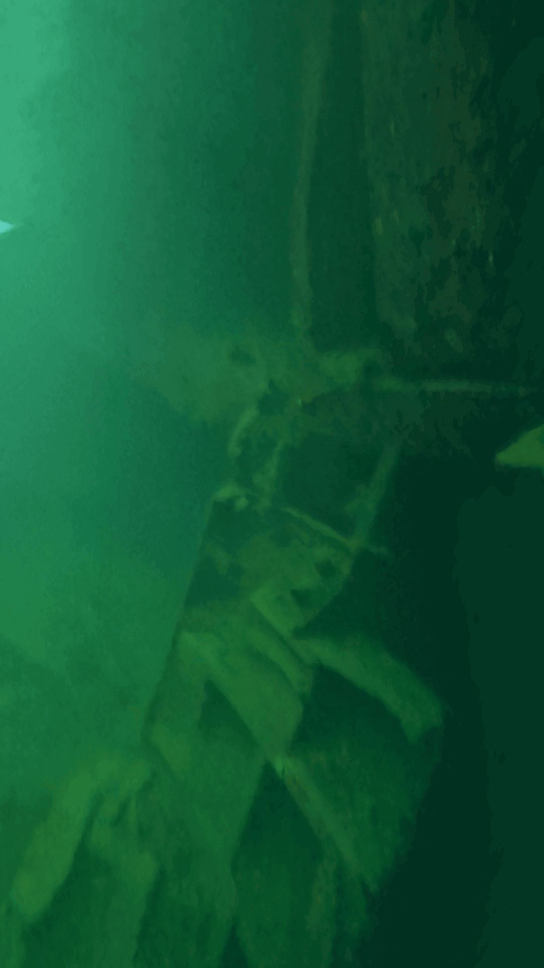 Marine Life at the East Tangat Wreck